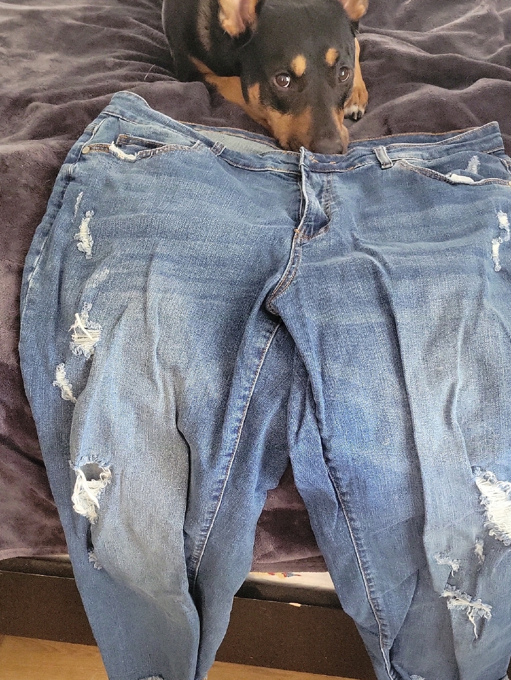 Eloquii Boyfriend Jean. 16Viola Fit.ipped Distressed Blue Denim Jeans
